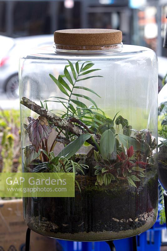 Un terrarium planté de plantes d'intérieur avec un couvercle en liège en vente sur un marché de producteurs.