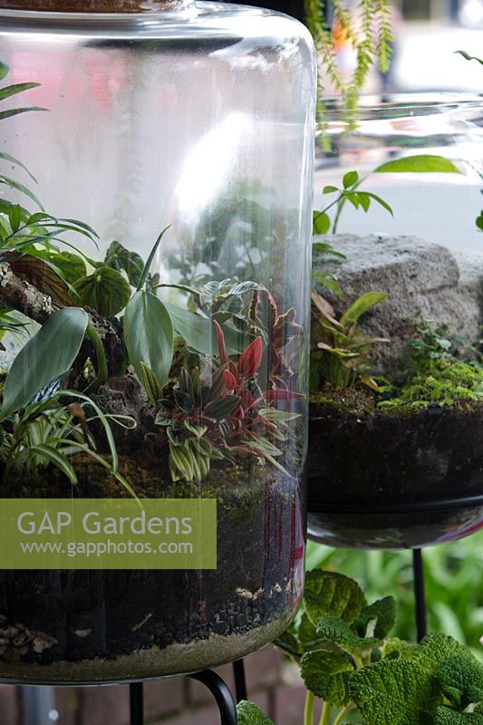 Un terrarium planté de plantes d'intérieur avec un couvercle en liège en vente sur un marché de producteurs.