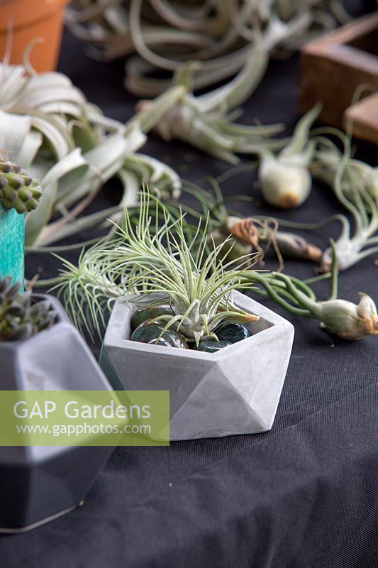 Un pot géométrique blanc avec une plante aérienne sur une table avec d'autres plantes aériennes en vrac.