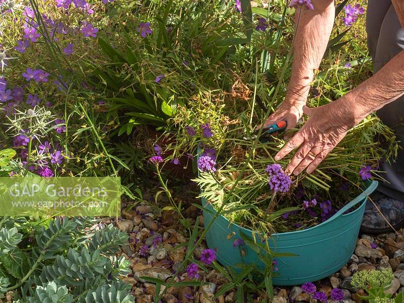 Coupez les géraniums rustiques en été pour encourager une autre floraison.