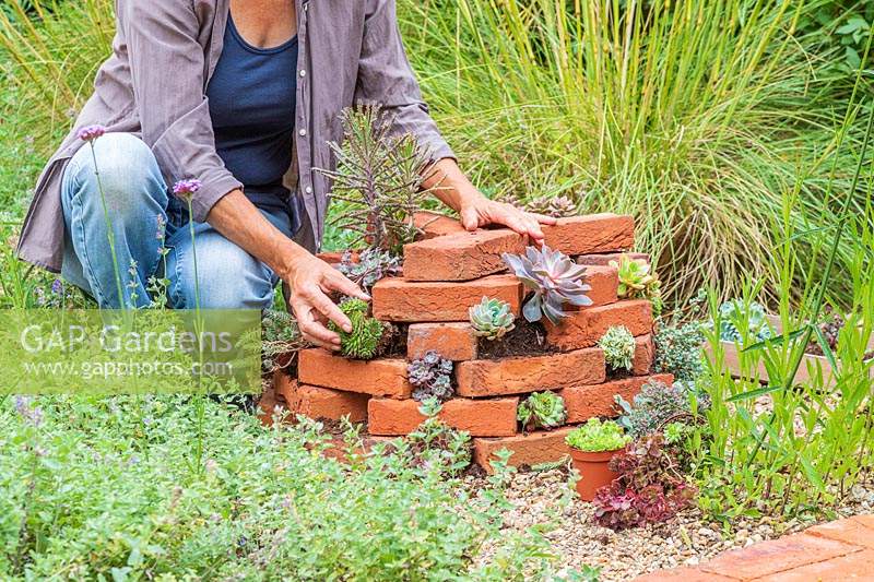 Femme plantant des Sempervivums dans l'espace entre les briques