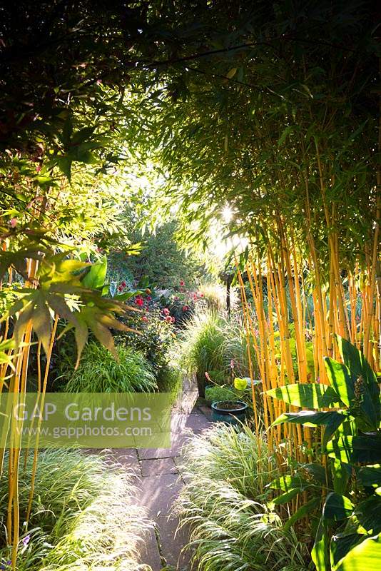 Les stands de Phyllostachys aureosulcata f. spectabilis debout parmi Hakonechloa macra 'Albostriata' cadre une vue sur le jardin en contrebas, plein de plantes luxuriantes en pots, y compris Hakonechloa macra 'All Gold', Dahlia 'Bishop of Llandaff' et pennisetums