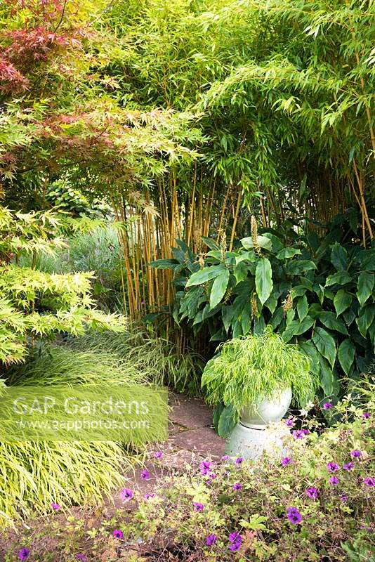 Pot d'Acacia cognata 'Fettuccine' entouré d'un feuillage luxuriant d'acers, bambous, hedychiums, Hakonechloa macra 'Albostriata' et géraniums