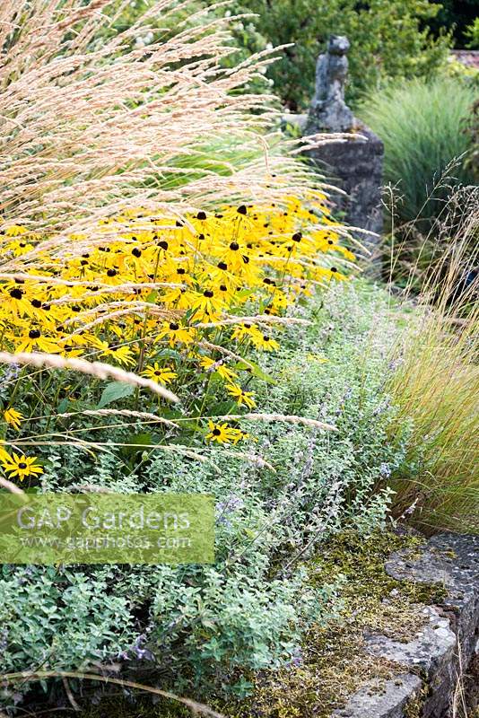 Rudbeckia fulgida var. deamii pris en sandwich entre Calamgrostis x acutiflora 'Karl Foerster' et Nepeta 'Six Hills Giant'