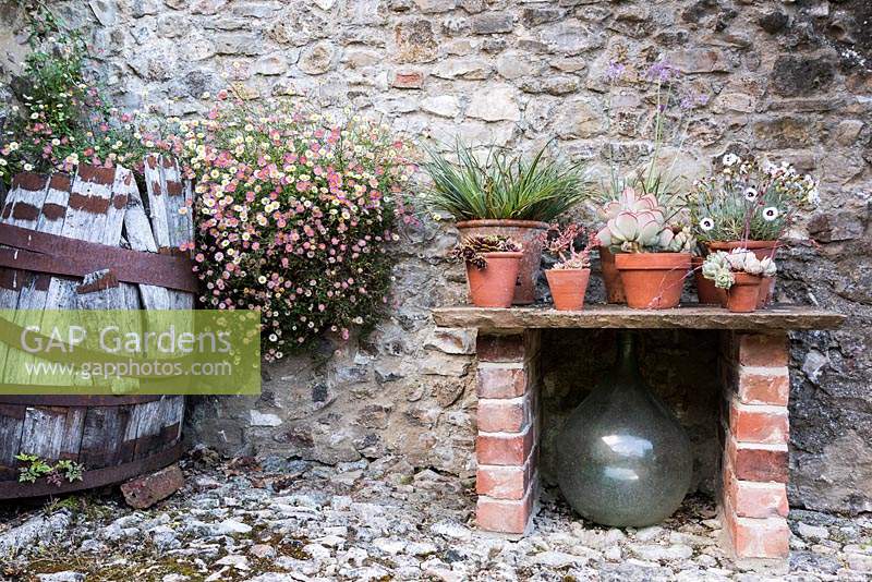 Table en pierre avec affichage de plantes succulentes et dianthus dans des pots en terre cuite avec auto-ensemencées Erigeron karvinskianus autour d'un tonneau délabré