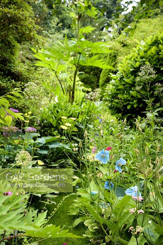 Plantation luxuriante dans le jardin clos avec des coquelicots bleus de l'Himalaya, Meconopsis baileyi, candélabres primulas, ligularias et hostas
