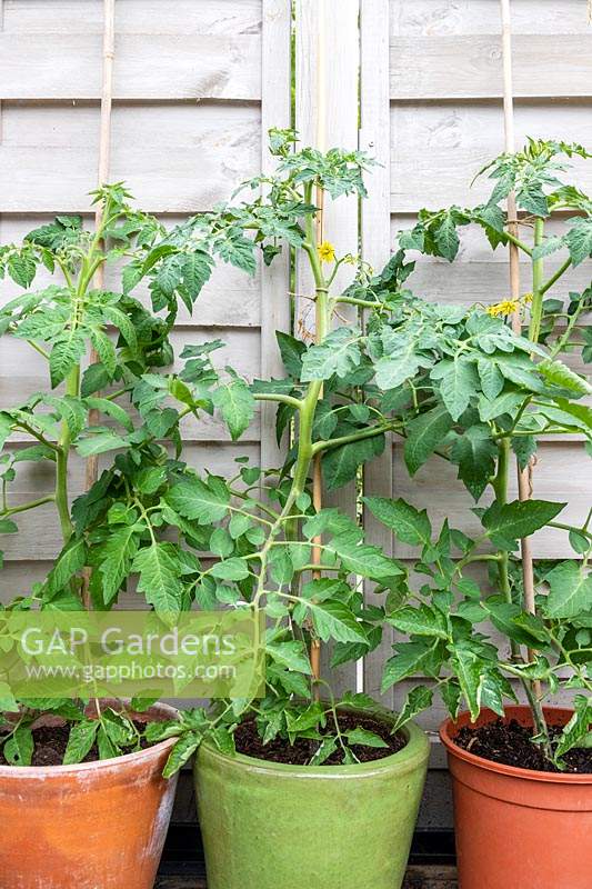 Plants de tomates en terre cuite, pots vitrés et en plastique après quatre semaines