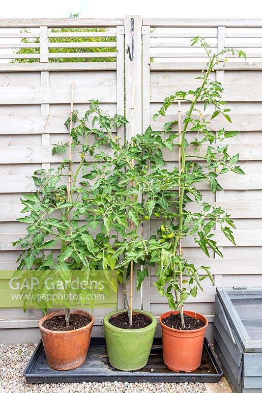 Plants de tomates dans des pots en terre cuite, vitrés et en plastique après huit semaines