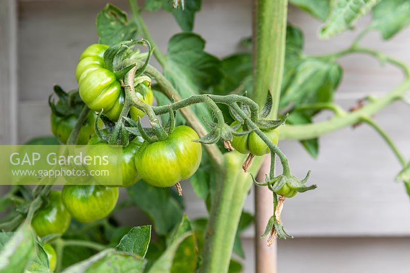 Solanum lycopersicum non mûr - Tomate - fruit en développement sur une plante cultivée dans un pot en plastique - huit semaines après la plantation
