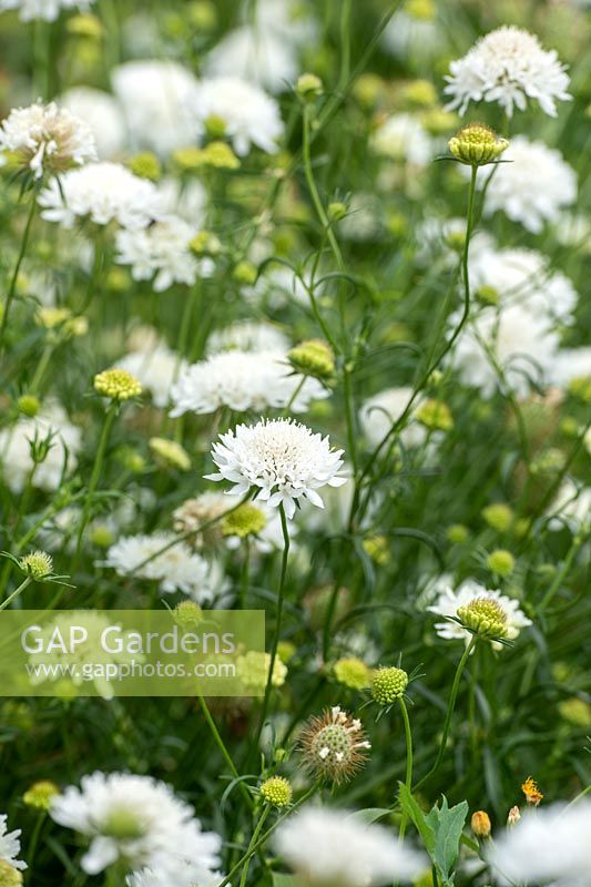 Scabiosa atropurpurea 'Snow Maiden' - Fleur en coussinet 'Snowmaiden'