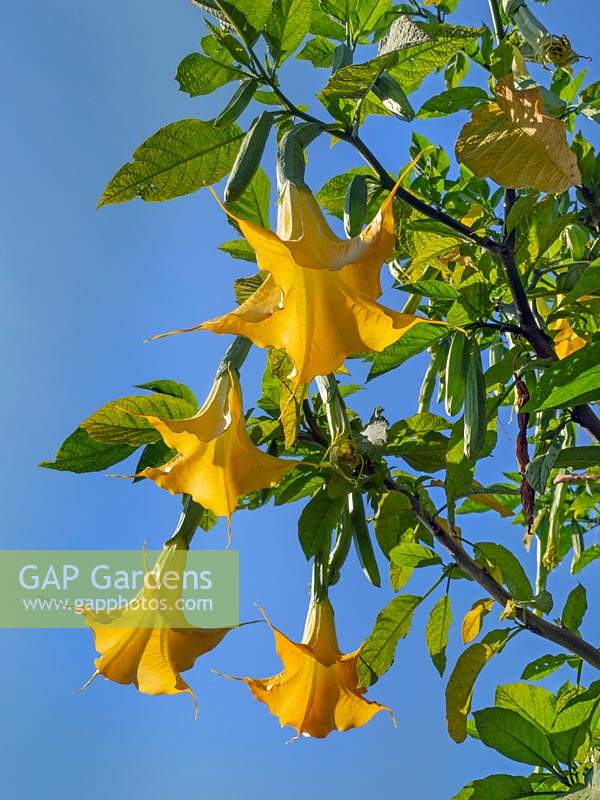 Brugmansia aborea 'Trompette des anges'