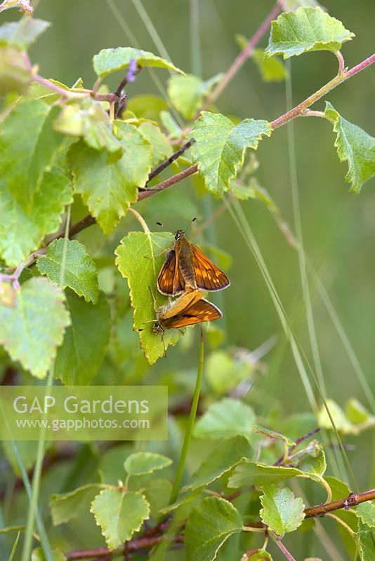 Grands papillons Skipper - Ochlodes sylvanus accouplement sur un semis de Betula pendula
