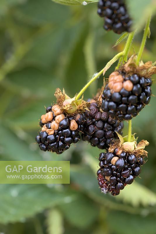 Rubus fruticosus agg. 'Reuben' - Blackberry - montrant quelques segments de fruits mûrs brûlés par le soleil chaud