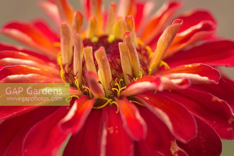 Zinnia 'Benary's Giant Scarlet' - Série des géants de Benary