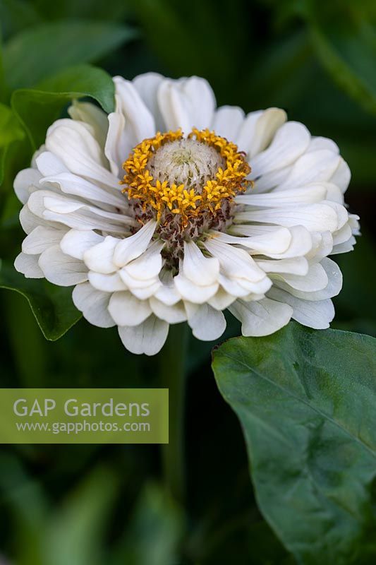 Zinnia 'Ours polaire'