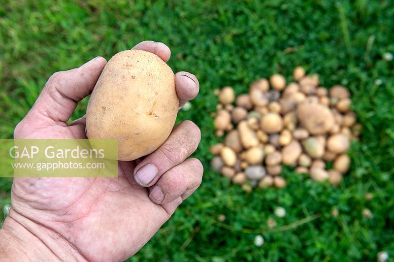 Solanum tuberosum 'Inova' - Pomme de terre - tenant un seul tubercule récolté de taille idéale avec le reste de la récolte sur la pelouse au-delà