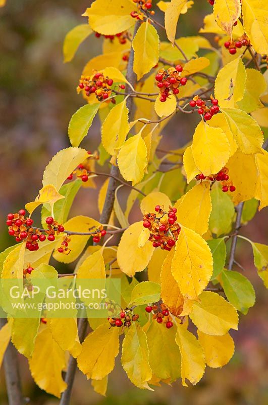 Celastrus scandens 'Diane' - Femme Américaine douce-amère au feuillage jaune doré et fruits orange