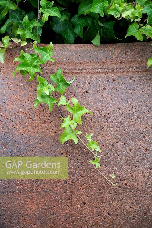 Hedera helix 'Manda's Crested' - Ivy 'Manda's Crested' dans une urne en pierre