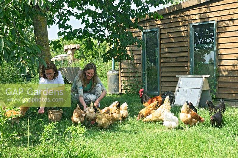 Marlies et Barbara nourrissent les poulets sous l'arbre dans le verger.