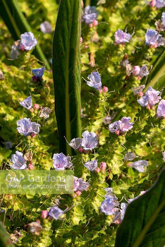 Echium pininana. Ces fleurs architecturales sont également connues sous le nom de Bugloss de la vipère géante ou échiums d'arbres.