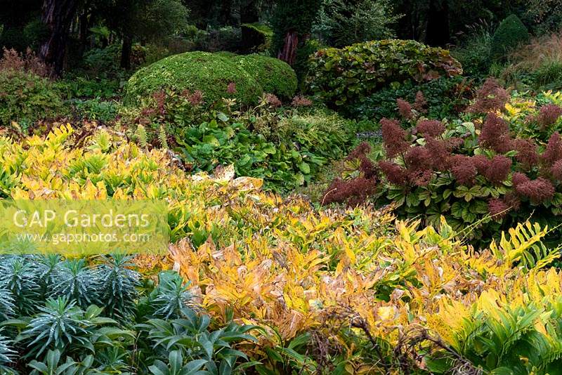 Bandes de couleur d'automne créées par le vert argenté Euphorbia characias subsp. feuillage wulfenii, sceau de Salomon doré, Polygonatum x bybridum, feuilles et panaches marron d'Astilbe à West Dean Garden, Sussex.