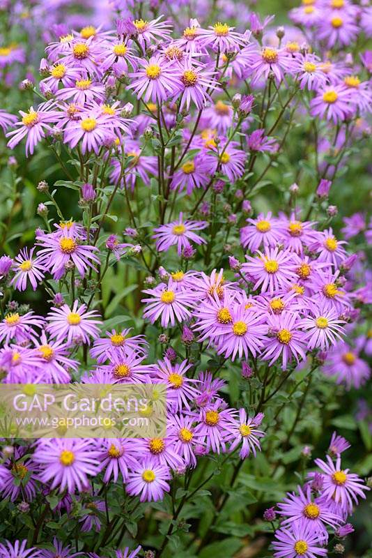 Aster amellus 'Brillant'