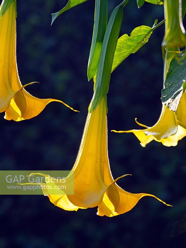 Brugmansia aborea 'Trompette des anges'