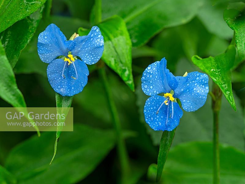 Commelina dianthifolia - Fleur du jour du bec d'oiseau