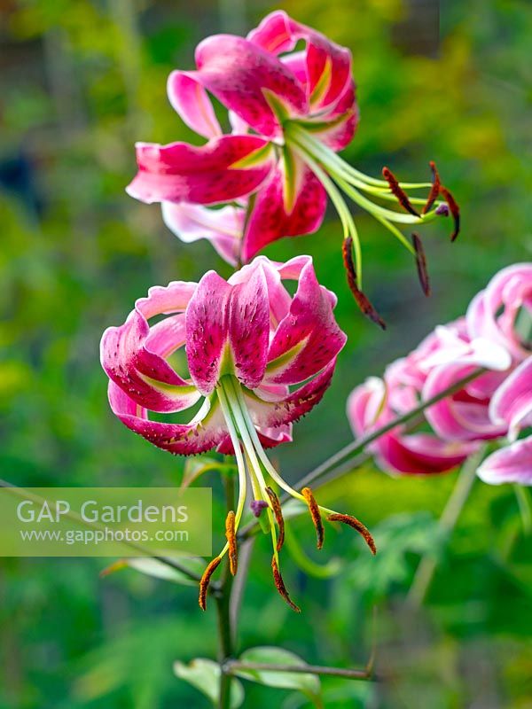 Lilium 'Scheherazade' - Lily hybride Orienpet poussant dans le parterre de jardin