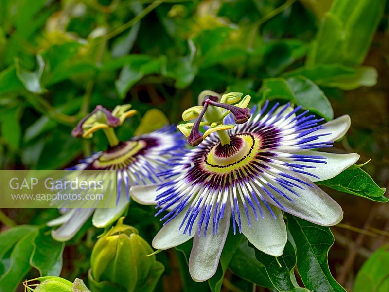 Passiflora caerulea 'Blue Passion' - Fleur de la passion