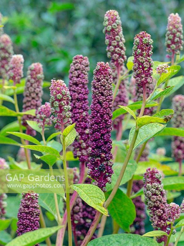 Phytolacca americana - American Pokeweeds Plant - organes de fructification