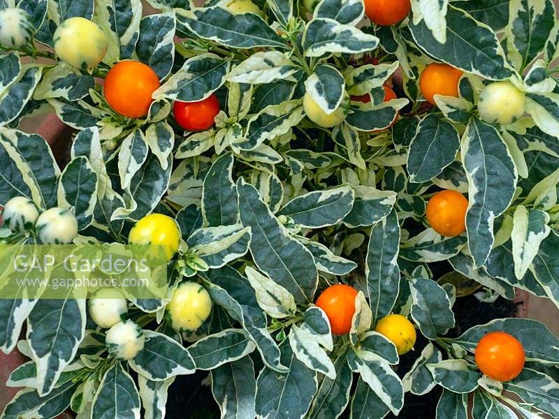 Solanum capsicastrum - Cerise d'hiver