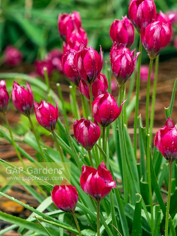 Tulipa humilis - Tulipe à croissance basse