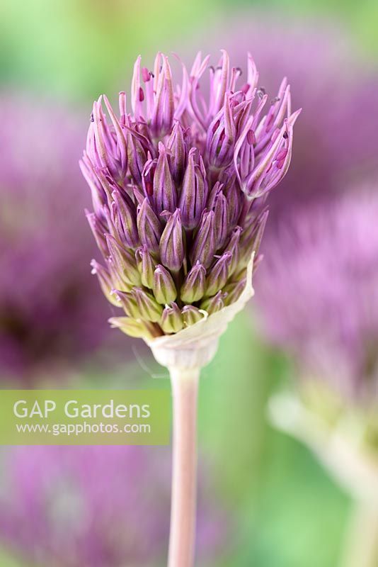 Allium 'Powder Puff' - Oignon décoratif 'Powder Puff' fleur d'ouverture