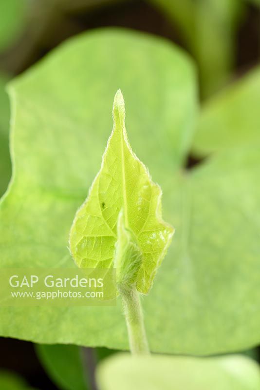 Ipomoea purpurea 'Grandpa Otts' - Jeune plante Morning Glory