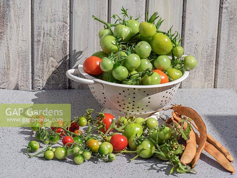 Tomates et haricots récoltés en fin de saison. Tomates vertes pour le chutney, haricots verts pour les graines de l'année prochaine.