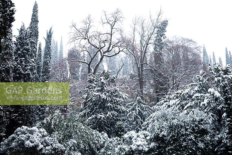 Arbres enneigés dans le jardin supérieur - Giardino Giusti, Vérone