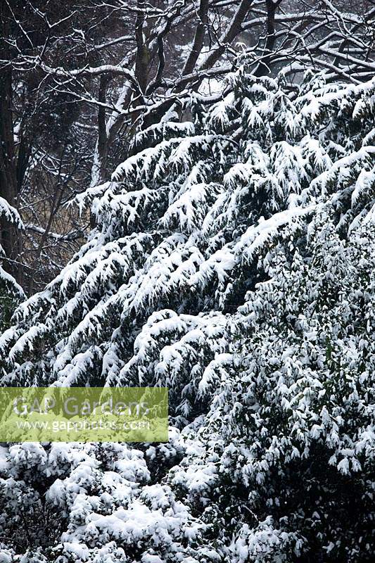 Arbres enneigés dans le jardin supérieur