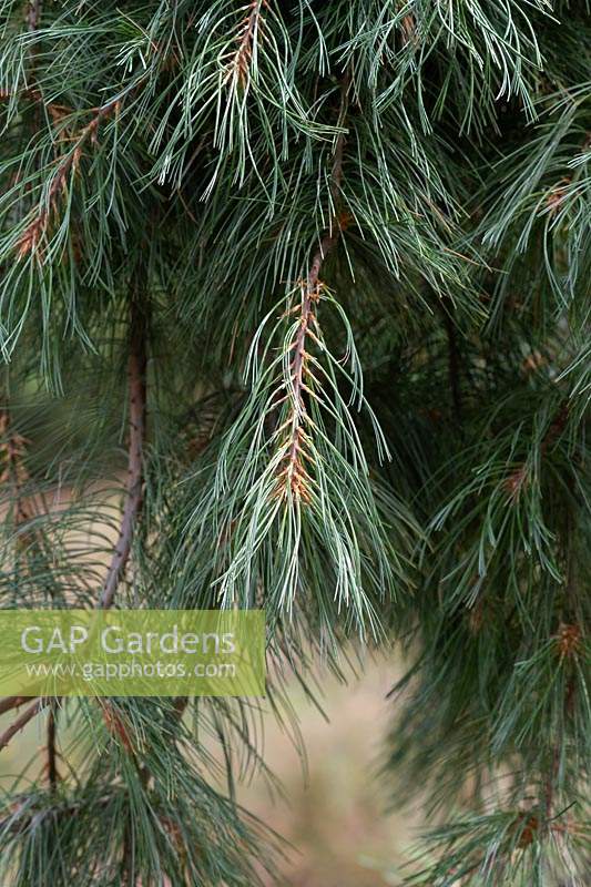 Pinus strobus 'Prostrata' - Feuillage de pin blanc prostré