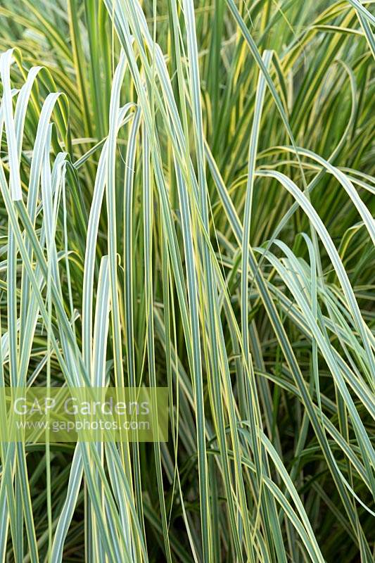 Cortaderia selloana 'Aureolineata' - Feuillage d'herbe de la pampa 'Aureolineata'