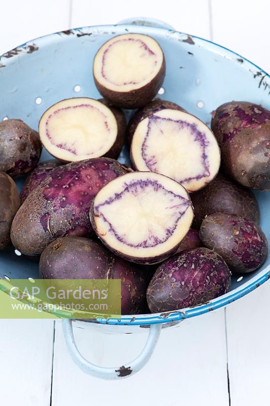 Solanum tuberosum - Pommes de terre noires Shetland lavées et coupées dans une passoire