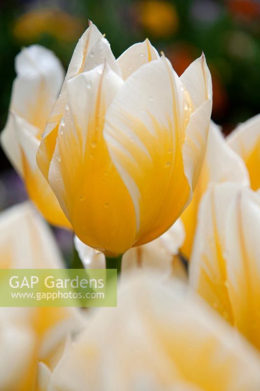 Darwin Hybrid Tulipa 'Jaap Groot'