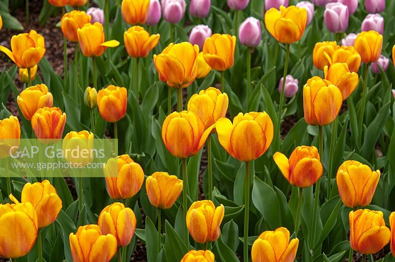 Tulipa 'Apeldoorn rougissant'