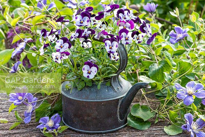 Viola 'Mickey' planté dans une bouilloire en cuivre vintage entourée de clématites 'Arabella' en mai