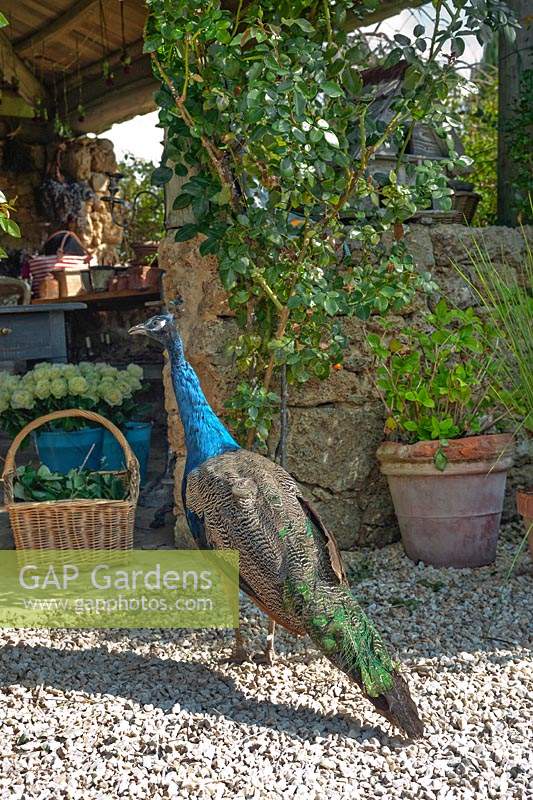 Peacock debout à l'extérieur de l'entrée de la Casa dei Fiori à Borgo Santo Pietro, Toscane, Italie