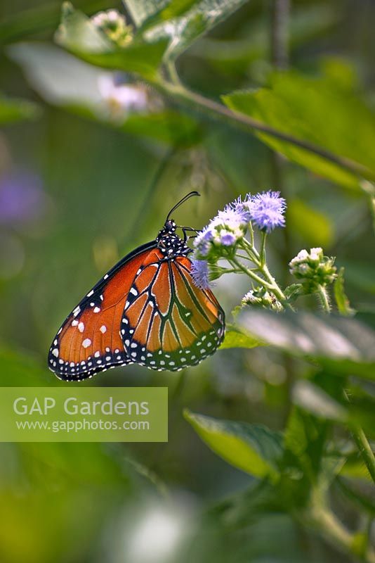 Papillon monarque - Danaus plexippus - sur fleur