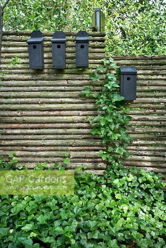 Nichoirs peints en noir attachés à une clôture en bois et recouverts d'un couvre-sol à feuilles persistantes Hedera helix 'Hibernica' - Ivy
