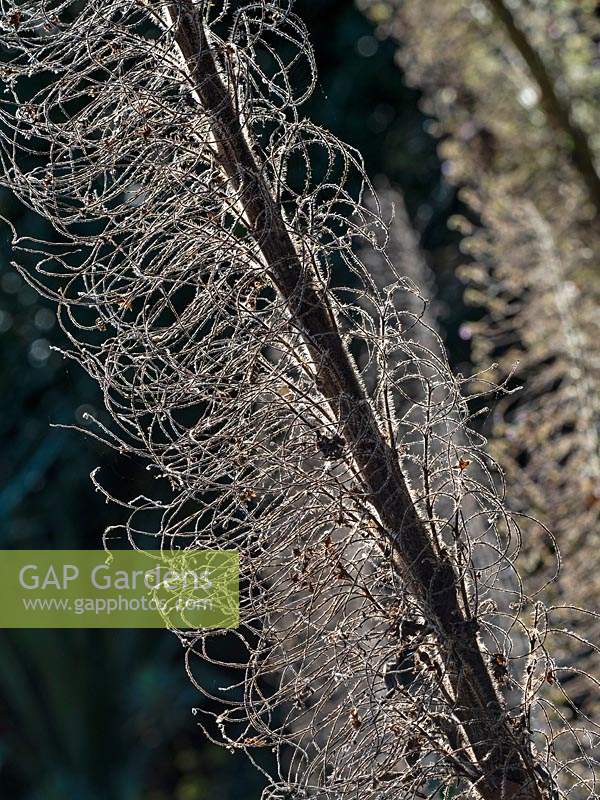 Echium pinnifolium - La vipère géante en septembre