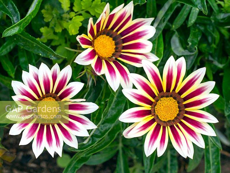 Gazania rigens 'New Day Rose stripe' - Fleur au trésor en fleur, août