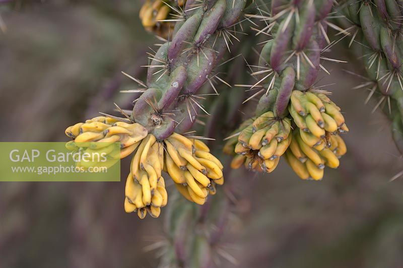 Cylindropuntia imbricata - Tree cholla - arbre cactus aux fruits jaunes de longue durée